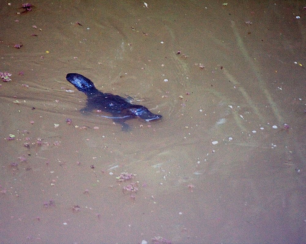 [Duck-billed Platypus]