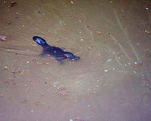 Duck-billed Platypus