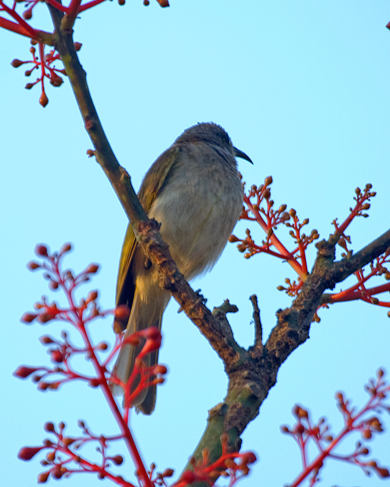 [Brown Honeyeater]