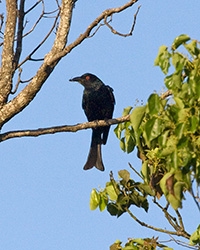 Spangled Drongo