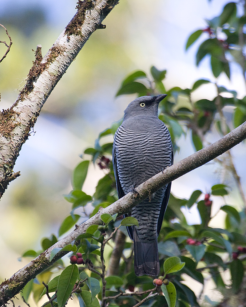 [Barred Cuckooshrike]