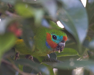 Double-eyed Fig-Parrot