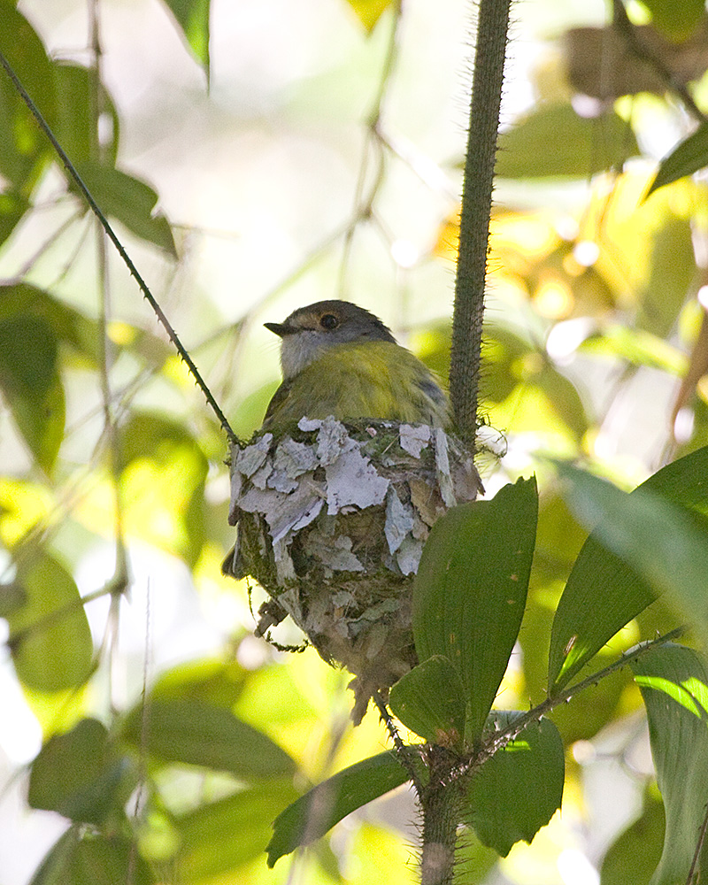 [Pale-yellow Robin]