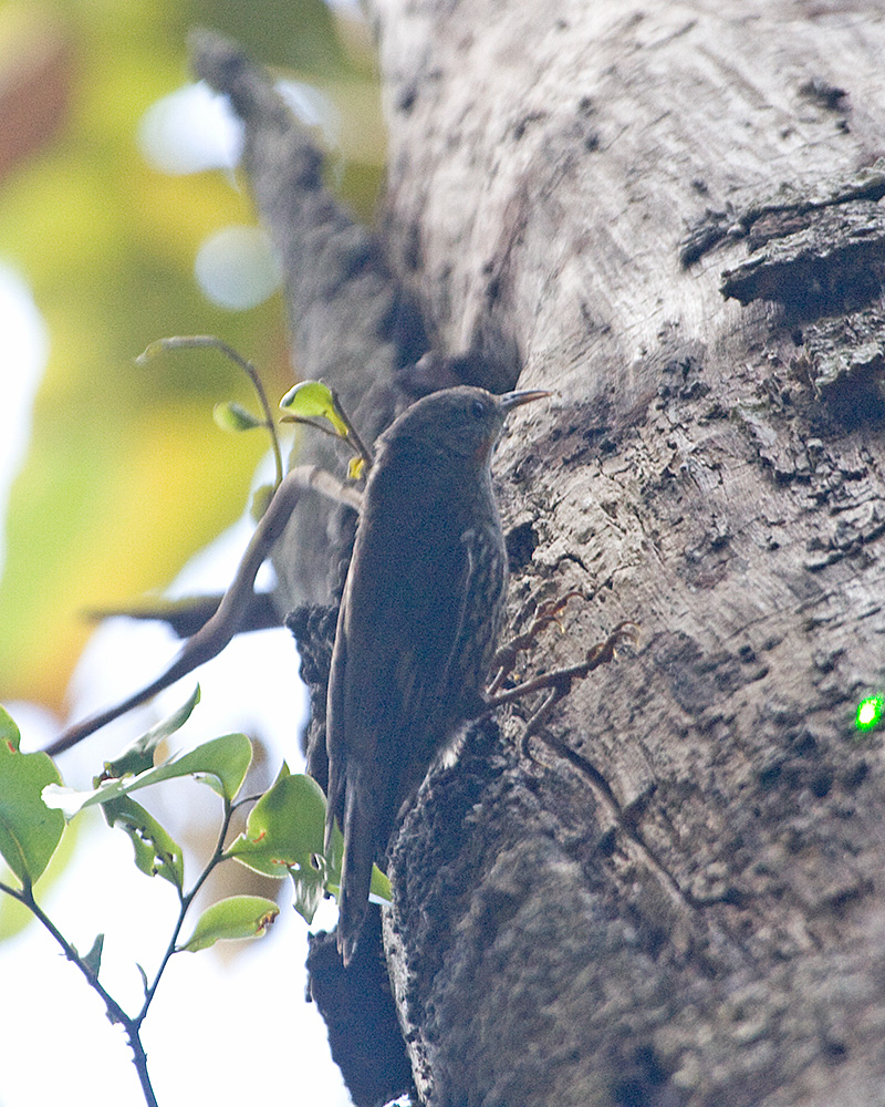 [White-throated Treecreeper]