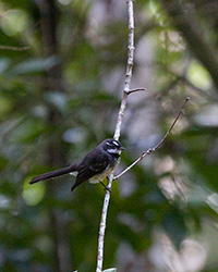 Gray Fantail