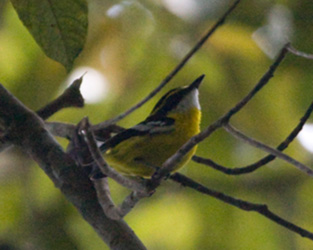 Yellow-breasted Boatbill