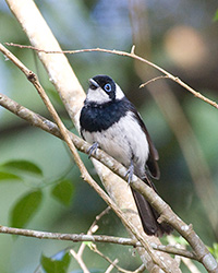 Pied Monarch