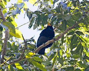 Victoria's Riflebird