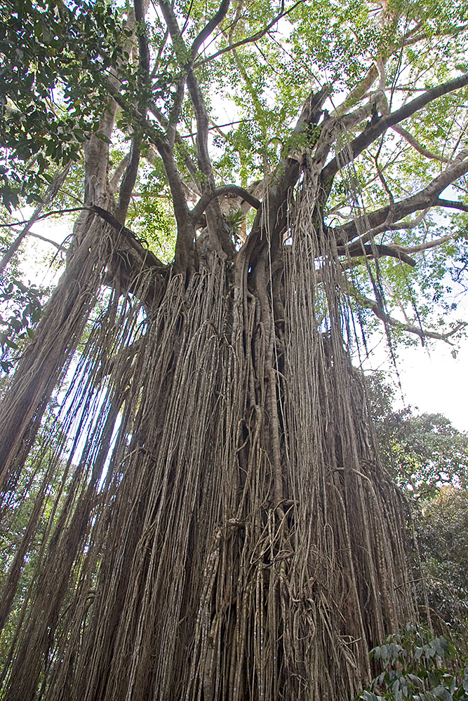 [Curtain Fig Tree]