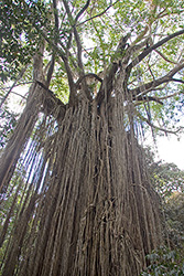 Curtain Fig Tree