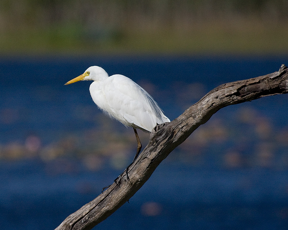 [Intermediate Egret]