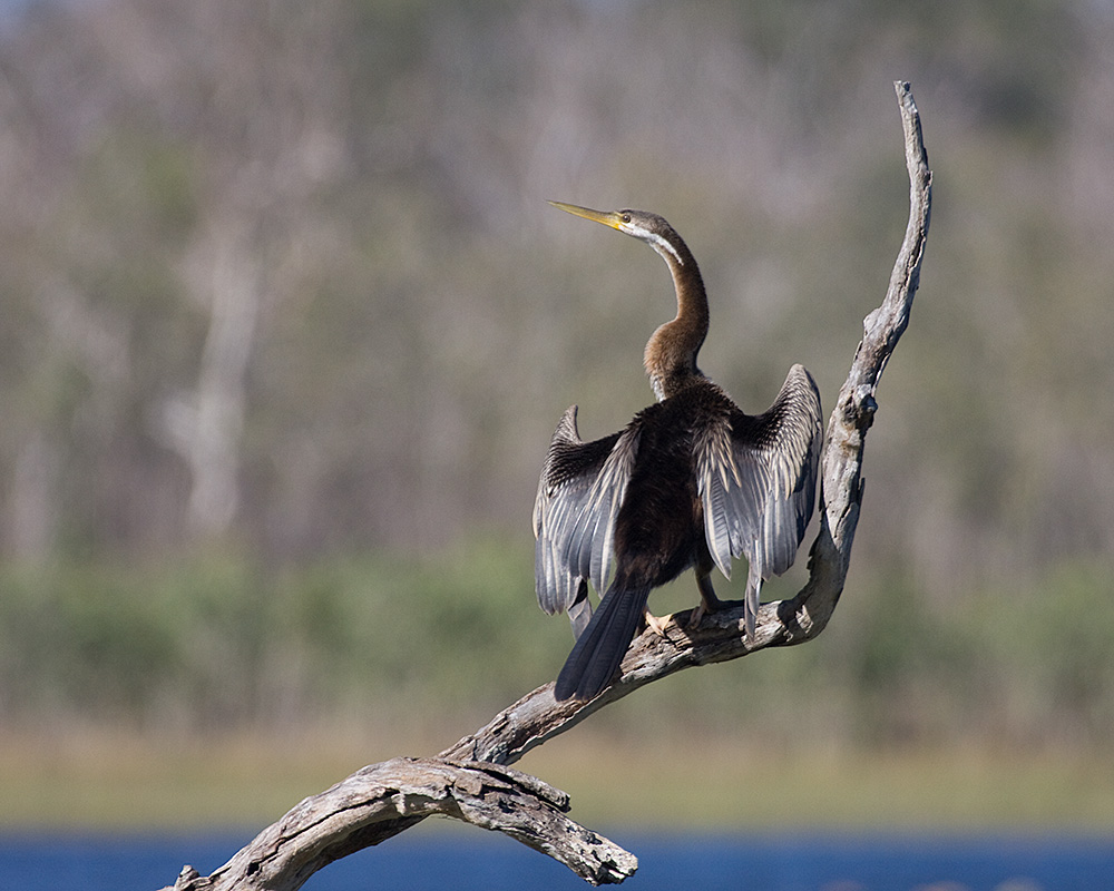 [Australasian Darter]