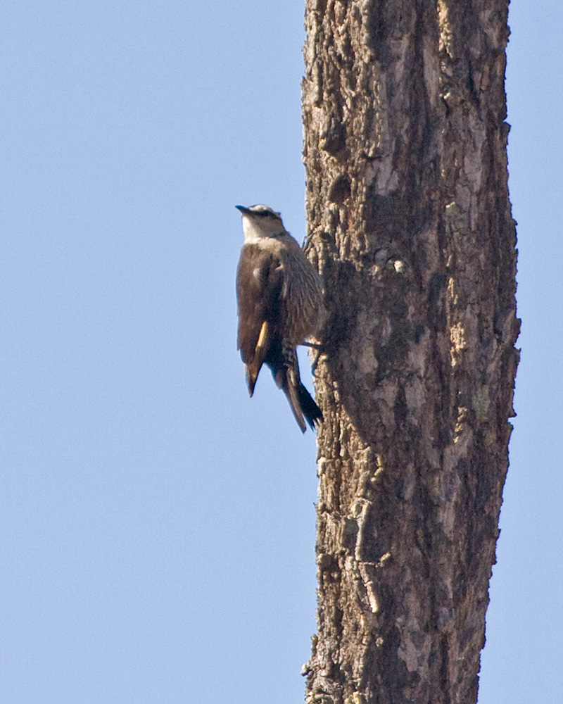 [Brown Treecreeper]