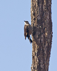 Brown Treecreeper