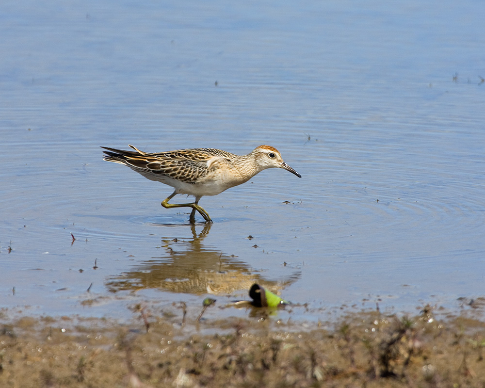 [Sharp-tailed Sandpiper]