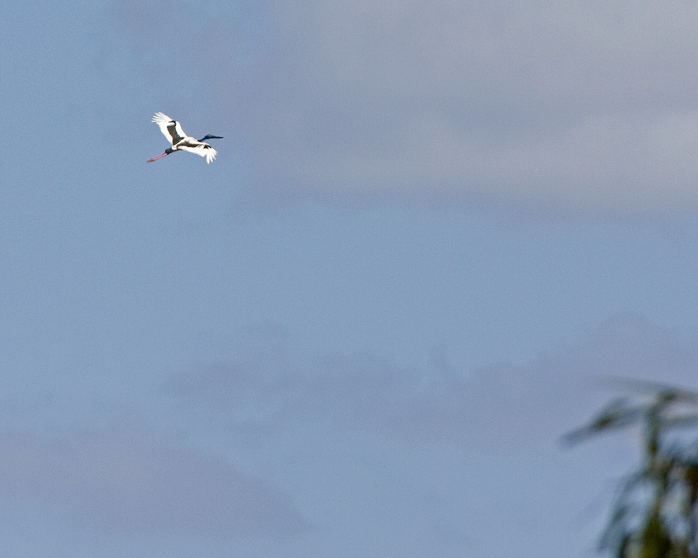 [Black-necked Stork]