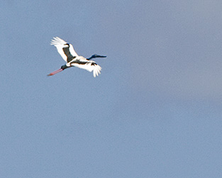 Black-necked Stork