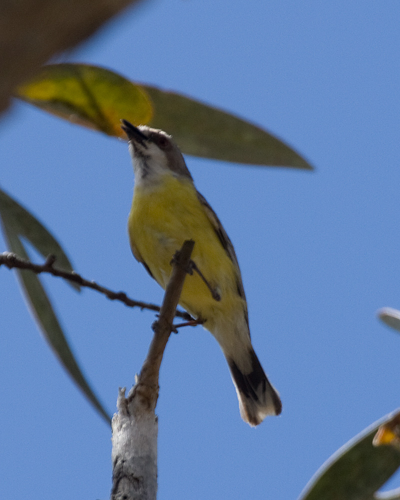 [White-throated Gerygone]