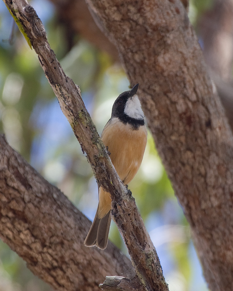 [Rufous Whistler]