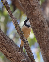 Rufous Whistler