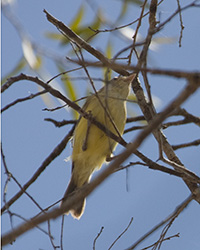 Weebill