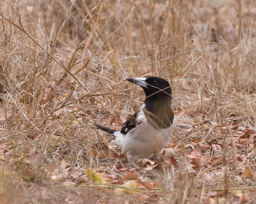 [Pied Butcherbird]