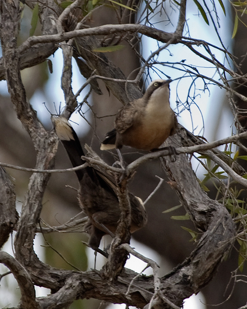 [Gray-crowned Babblers]