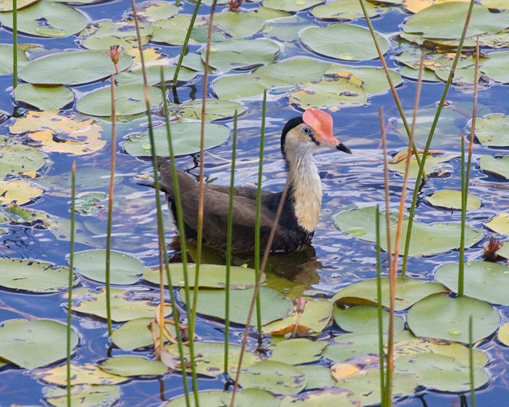 [Comb-crested Jacana]