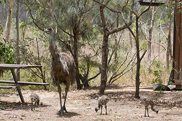 Emus