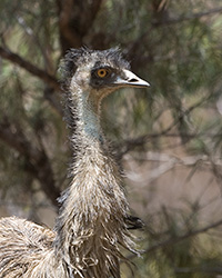 Emu