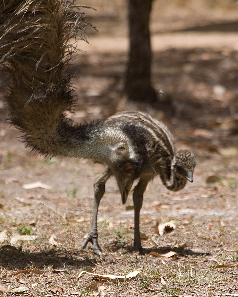 [Emus]