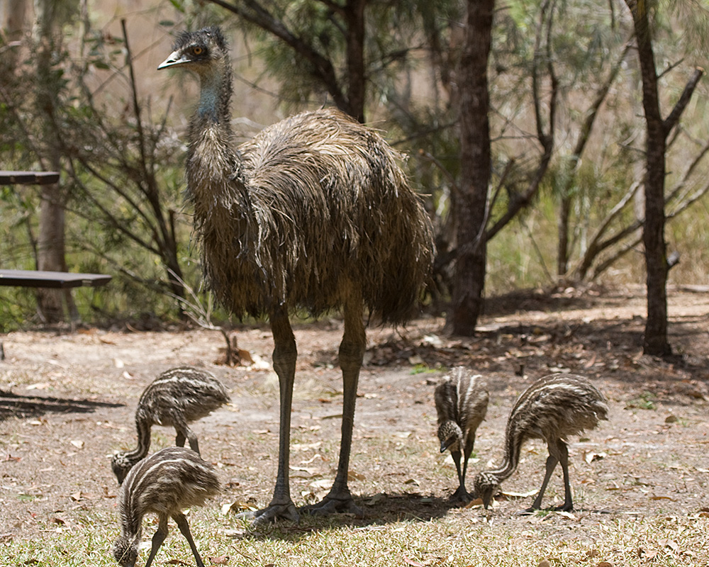 [Emus]