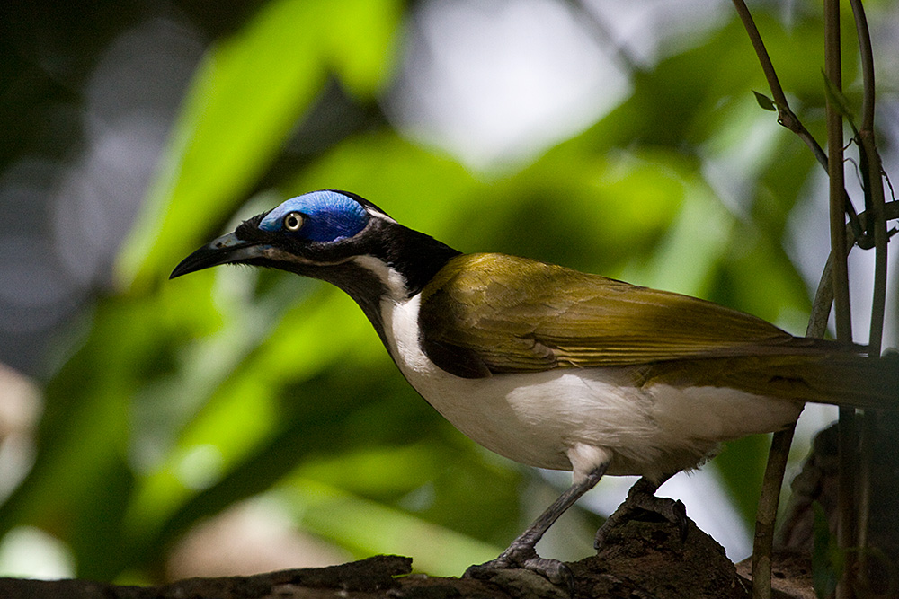 [Blue-faced Honeyeater]