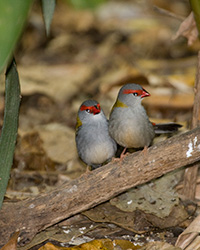 Red-browed Finch