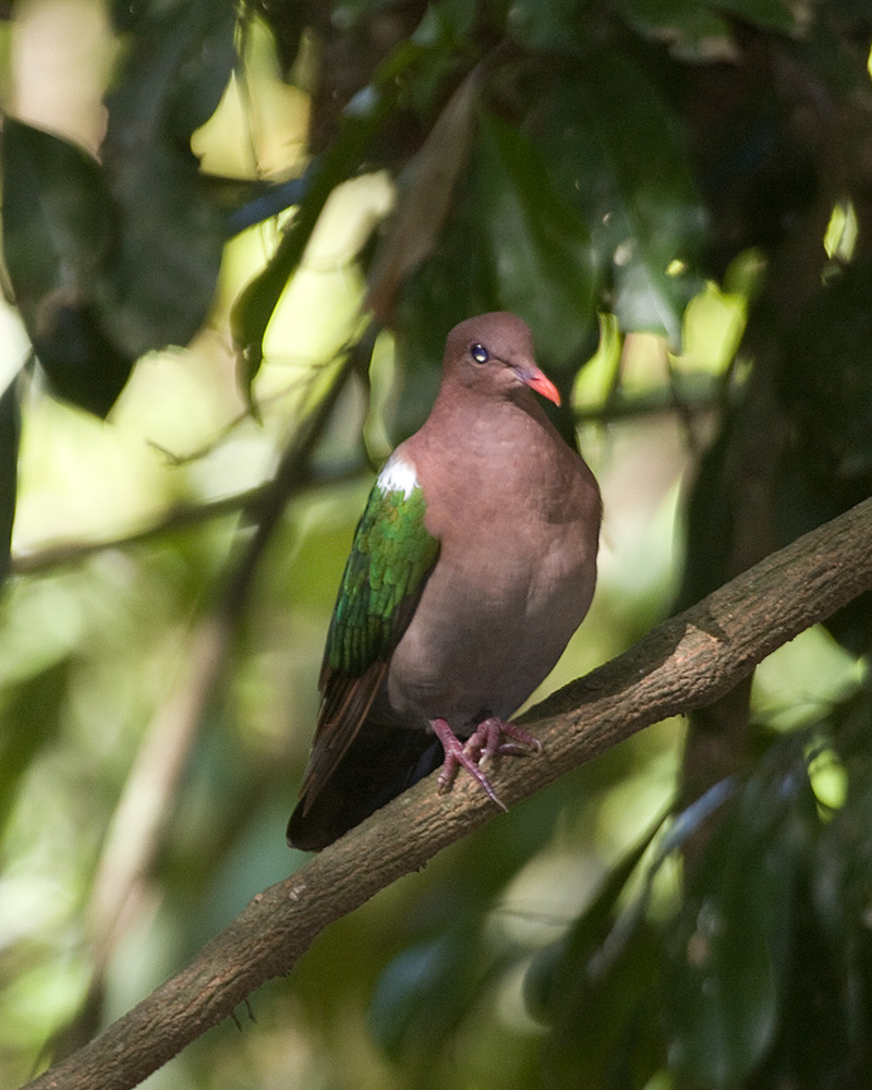 [Common Emerald-Dove]