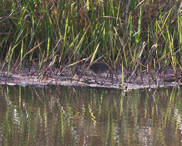 [White-browed Crake]