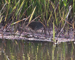 White-browed Crake