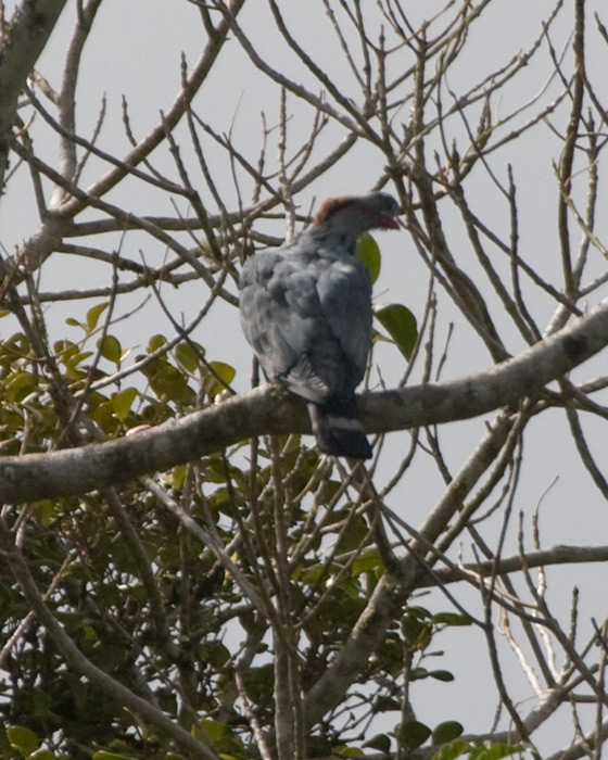 [Topknot Pigeon]