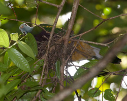 Wompoo Fruit-Dove