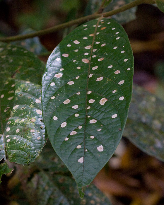 [Leaf with Lichen]