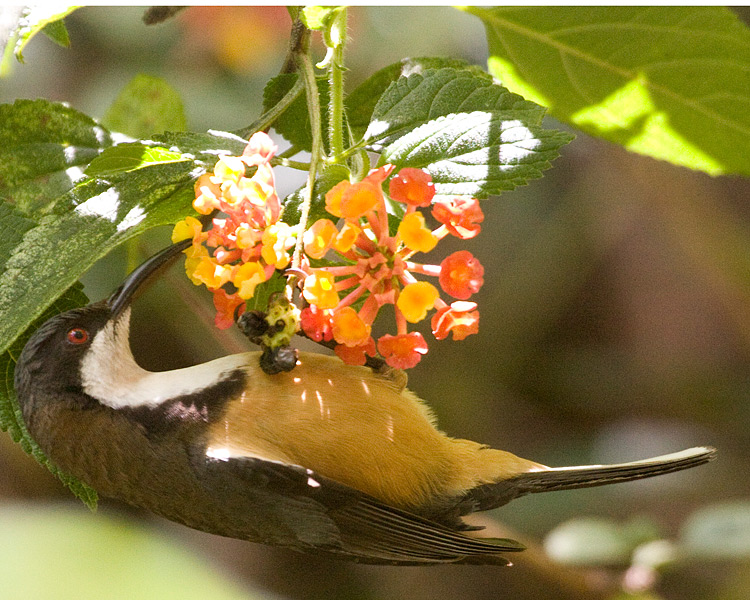 [Eastern Spinebill]