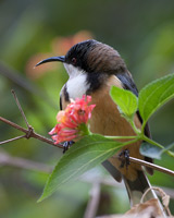 Eastern Spinebill