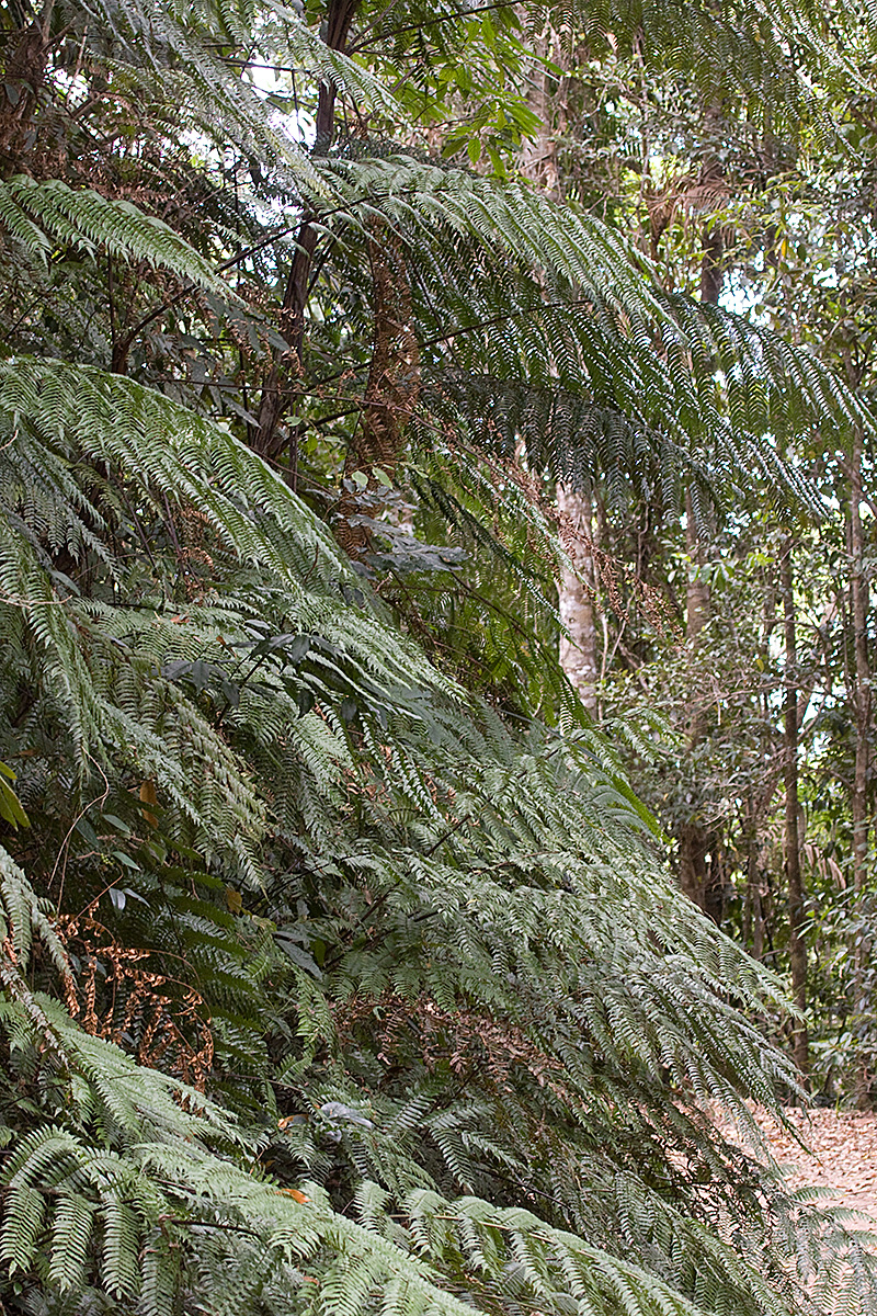 [Tree Fern]