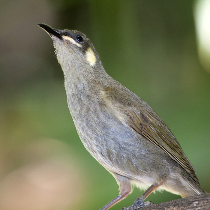 [Yellow-spotted Honeyeater]