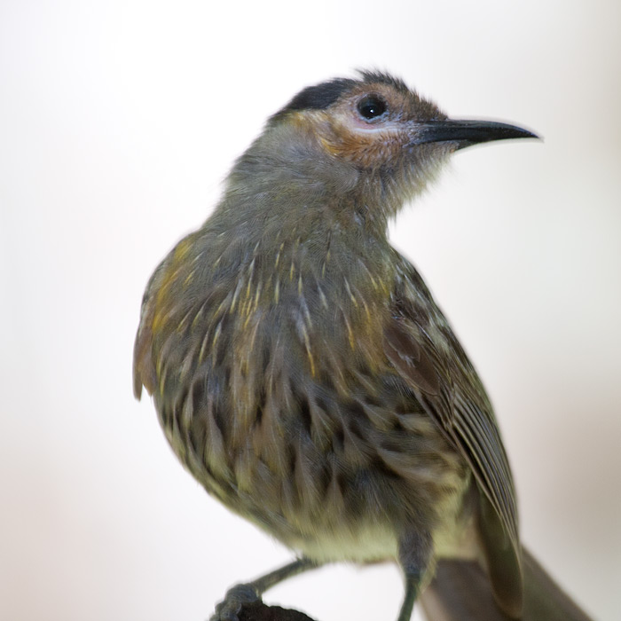 [Macleay's Honeyeater]