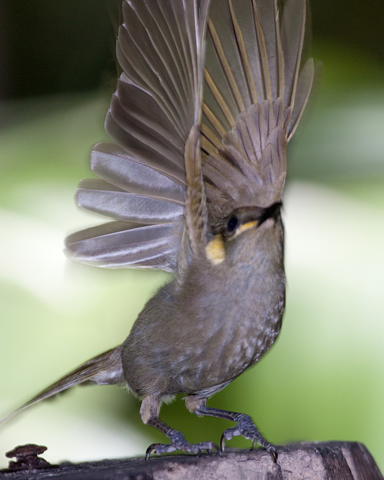 [Yellow-spotted Honeyeater]