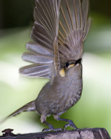 Yellow-spotted Honeyeater