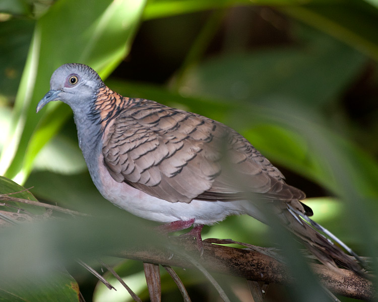 [Bar-shouldered Dove]