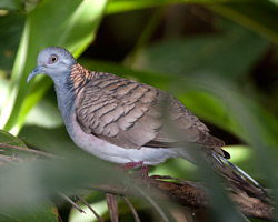 Bar-shouldered Dove