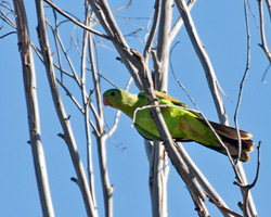 Red-winged Parrot